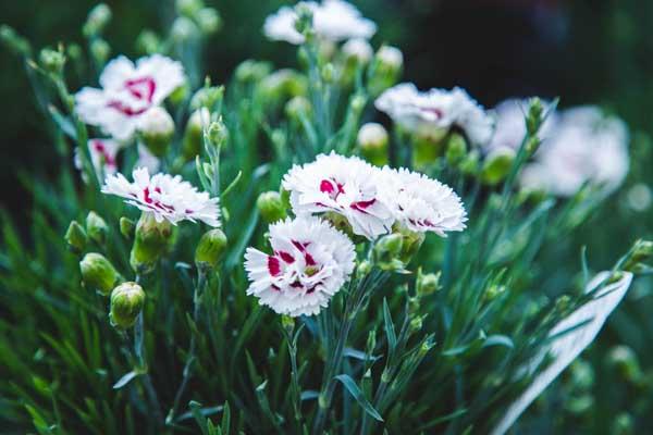 Dianthus Scent First&reg; Coconut Surprise 1 Gallon