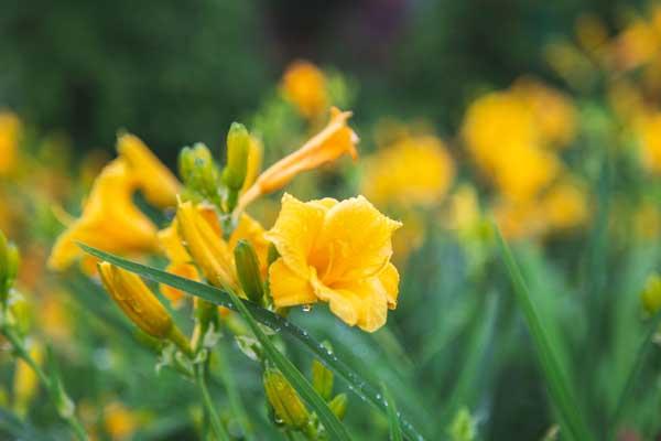 Daylily 'Stella de Oro' Quart