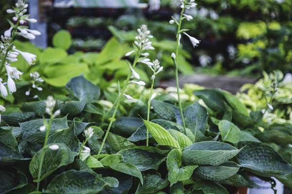 Hosta 'Abiqua Drinking Gourd' 2 Gallon