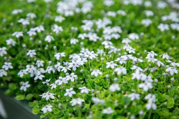 Blue Star Creeper 'Light Blue' Market Basket