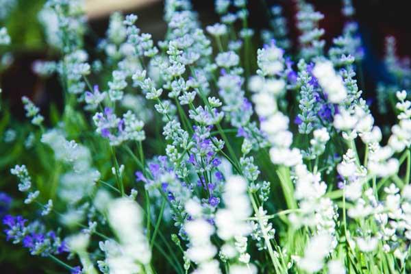 English Lavender 'Blue Cushion' 1 Gallon