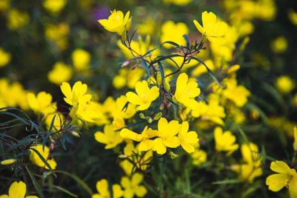 Evening Primrose 'Lemon Drop' 1 Gallon