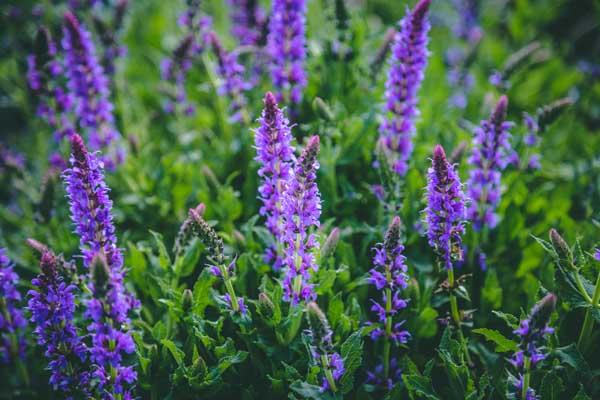 Meadow Sage 'Marcus' 1 Gallon