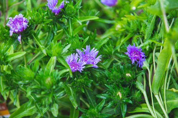 Stokes' Aster 'Blue Danube' 2 Gallon