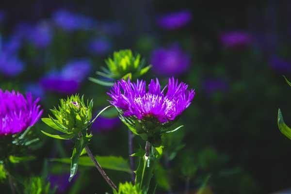 Stokes' Aster 'Honeysong Purple' 2 Gallon