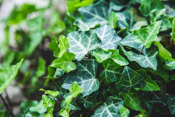 English Ivy 'Thorndale' Market Basket