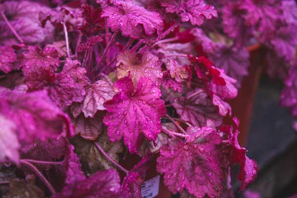 Coral Bells 'Berry Smoothie' 2 Gallon