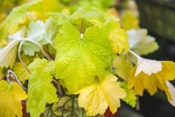 Coral Bells 'Electric Lime' 2 Gallon