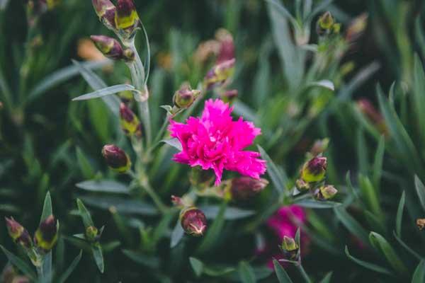 Dianthus EverLast&trade; Orchid 1 Gallon