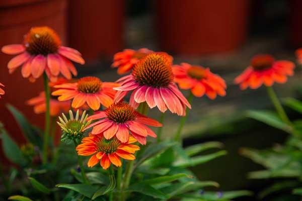 Coneflower Sombrero Poco&trade; Hot Coral 1 Gallon