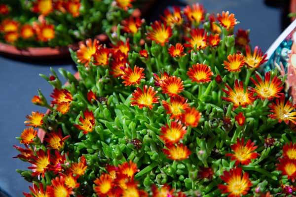 Ice Plant 'Orange Sherbet' 1 Gallon