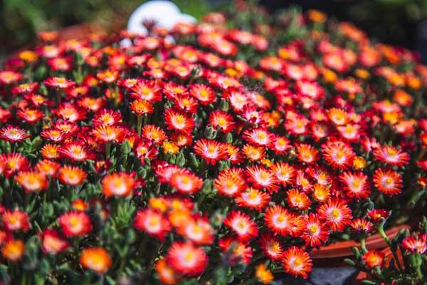 Ice Plant 'Desert Grenade' 1 Gallon