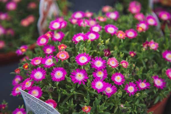 Ice Plant 'Desert Amethyst' 1 Gallon