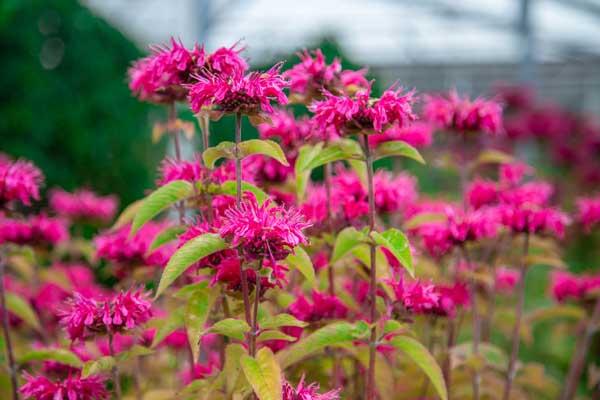 Bee Balm Balmy&trade; Purple 1 Gallon