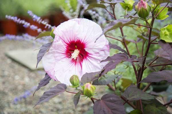 Hardy Hibiscus Summerific&reg; Perfect Storm 3 Gallon