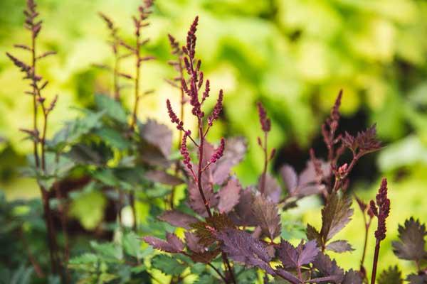 Astilbe 'Mighty Chocolate Cherry' 2 Gallon