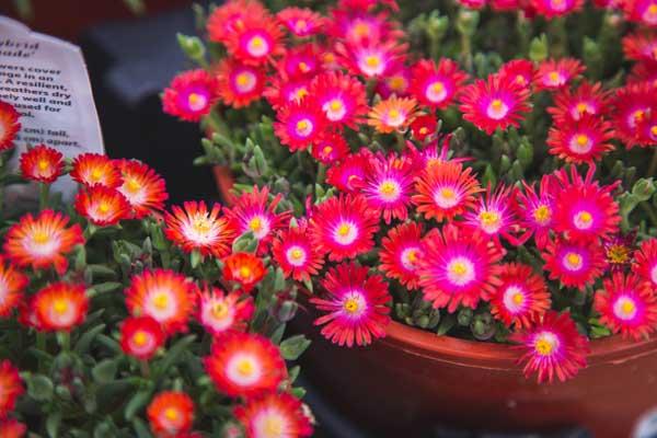 Ice Plant 'Desert Garnet' 1 Gallon