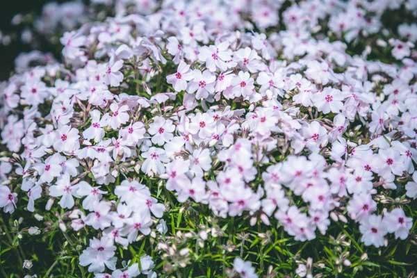 Creeping Phlox 'Amazing Grace' Market Basket