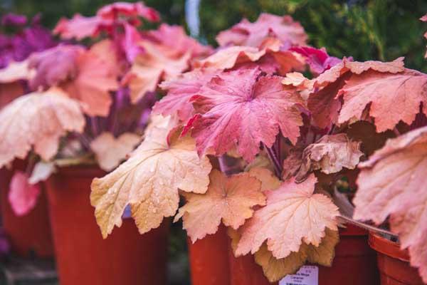 Coral Bells 'Mega Caramel' 2 Gallon