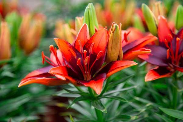 Asiatic Lily Looks 'Tiny Ink' 2 Gallon