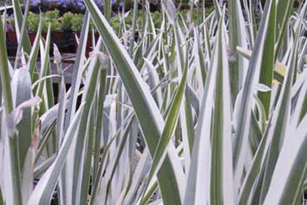 Dalmation Iris 'Variegata' 1 Gallon