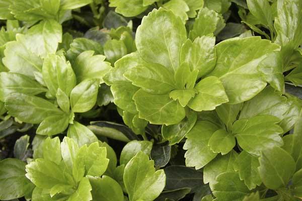 Pachysandra Market Basket
