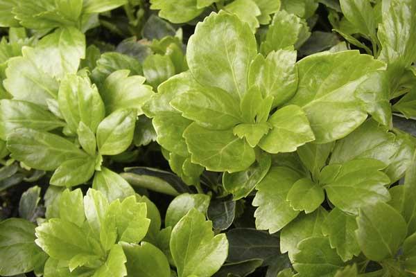 Pachysandra 'Green Sheen' Market Basket