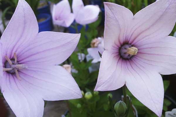 Balloon Flower 'Astra Pink' Quart