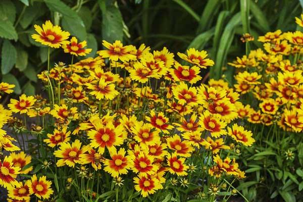 Tickseed Uptick 'Gold and Bronze' 1 Gallon