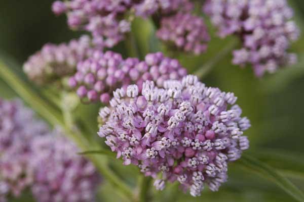 Common Milkweed 1 Gallon