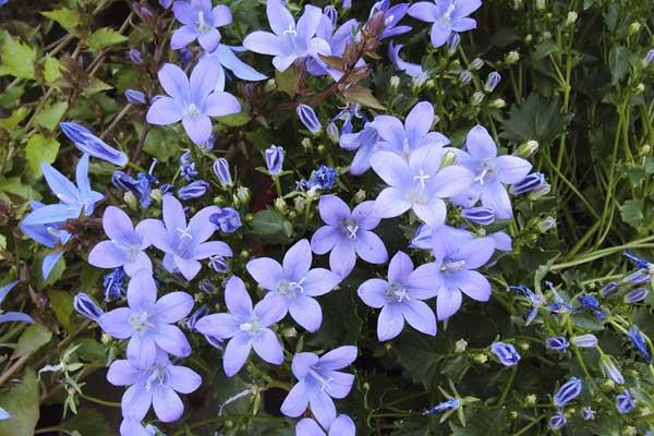 Bellflower 'Blue Waterfall' 2 Gallon