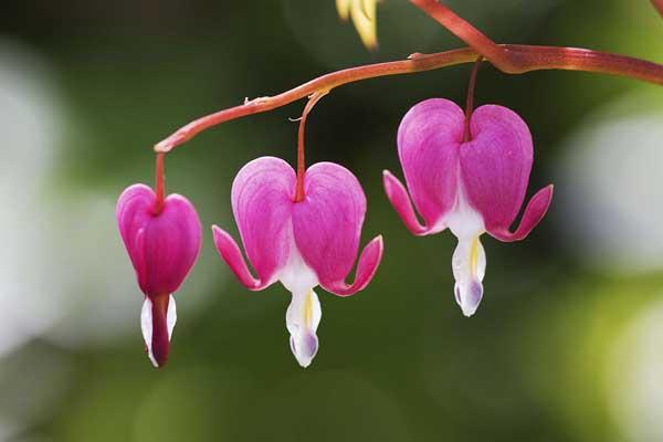 Bleeding Heart 'Pink' 2 Gallon