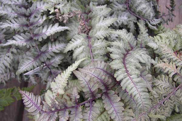 Japanese Painted Fern 1 Gallon