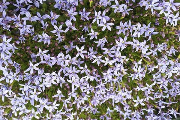 Blue Star Creeper 'Dark Blue' Market Basket