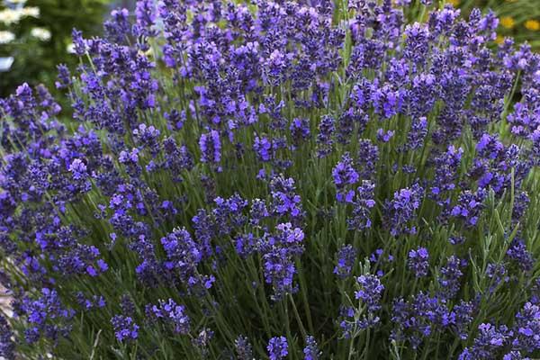 English Lavender 'Hidcote Superior' 2 Gallon