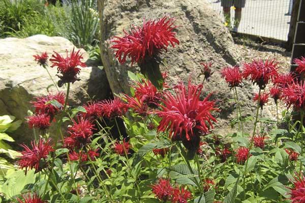 Bee Balm 'Jacob Cline' 2 Gallon