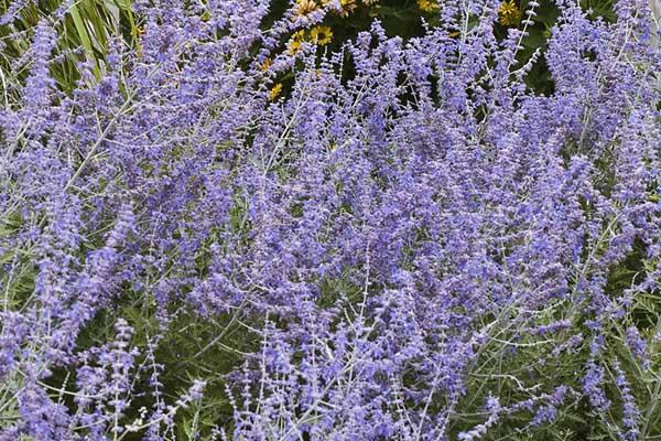 Russian Sage 2 Gallon