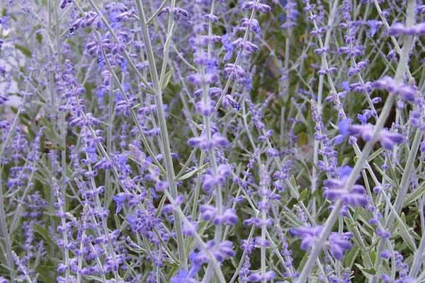 Russian Sage 'Little Spire' 1 Gallon