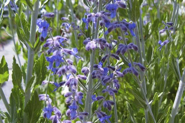 Russian Sage 'Longin' 1 Gallon