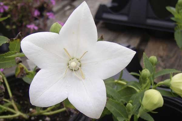 Balloon Flower 'Astra White' Quart
