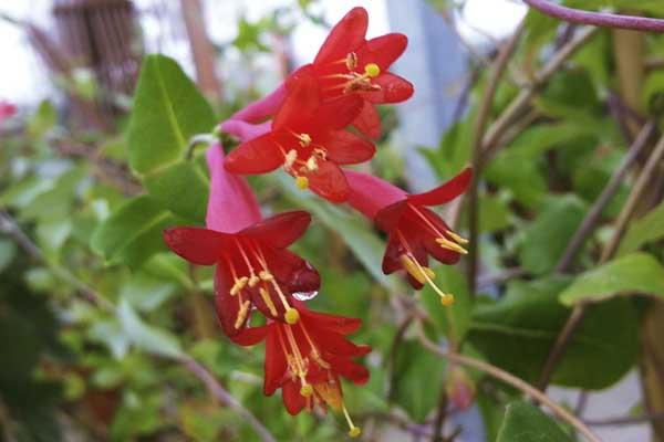 Honeysuckle Vine 'Major Wheeler' 2 Gallon