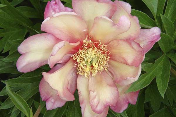 Itoh Peony 'Julia Rose' 3 Gallon