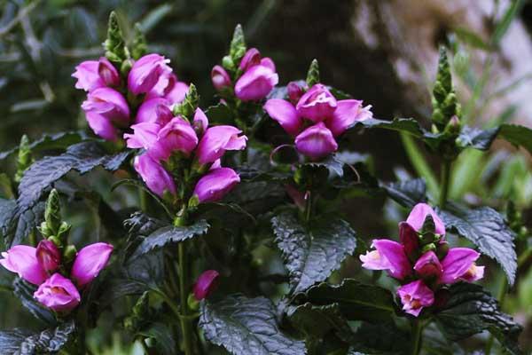 Turtlehead 'Tiny Tortuga' 2 Gallon