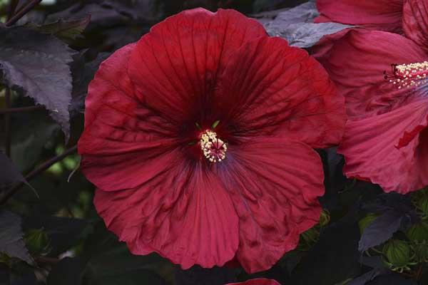 Hardy Hibiscus Summerific&reg; Holy Grail 3 Gallon