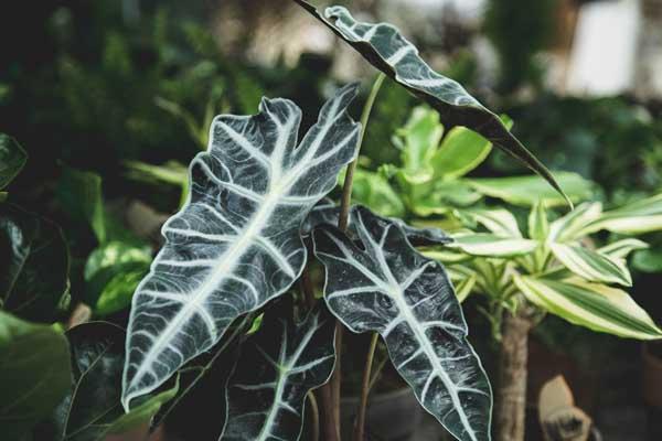 Alocasia 10"