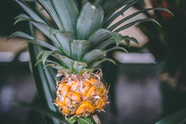 Pineapple Plant 6"