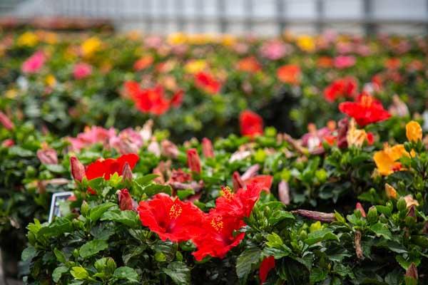 Tropical Hibiscus Assorted 6"