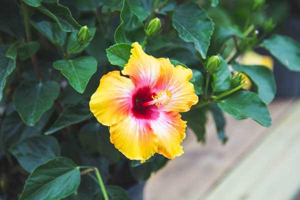 Tropical Hibiscus 'Fiesta' 10"