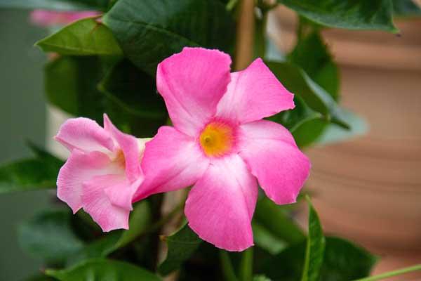 Mandevilla Assorted Teepee 10"