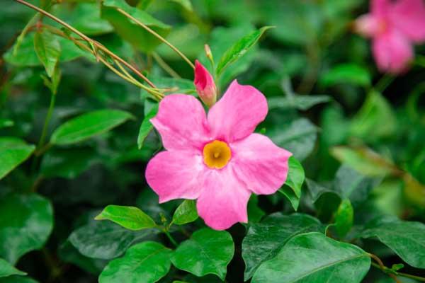 Mandevilla Sun Parasol&reg; Pretty Pink 6"